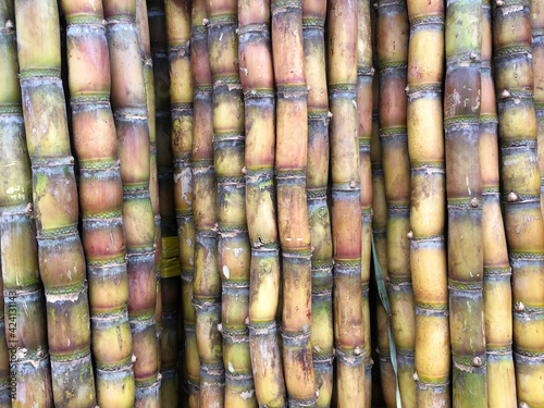 sugar cane stalks