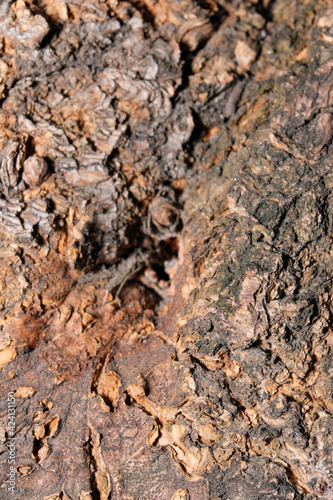 Background from the bark