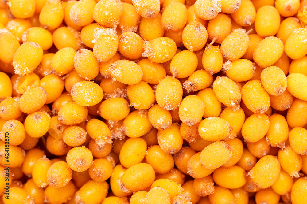 sea buckthorn berries as background sea buckthorn berries as background