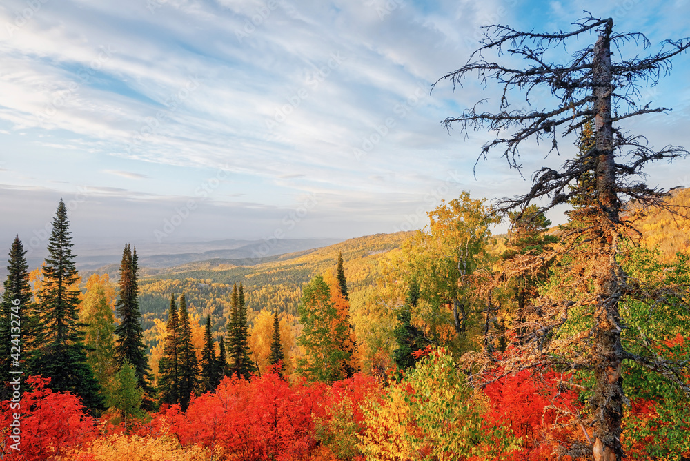 View of the mountain taiga in the autumn forest among colorful trees in the mountains in bright sunny weather in Kolyvan, Altai View of the mountain taiga in the autumn forest among colorful trees in the mountains in bright sunny weather in Kolyvan, Altai