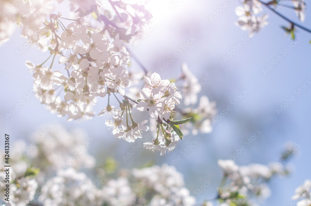 Blooming tree branches on sunny spring day. Blooming tree branches on sunny spring day.