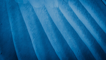 blue feather pigeon macro photo. texture or background