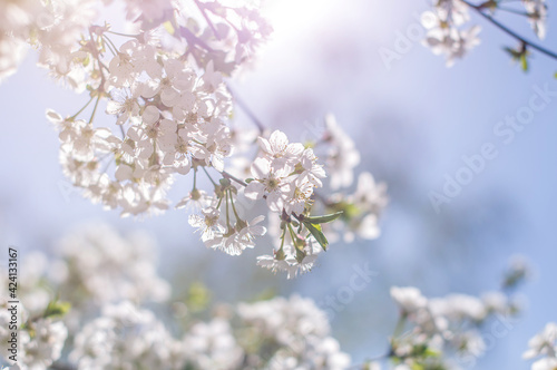 Blooming tree branches on sunny spring day. © Valentina