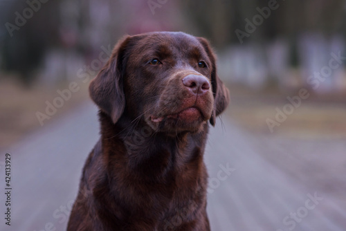 portrait of a chocolate labrador dog in the park in spring