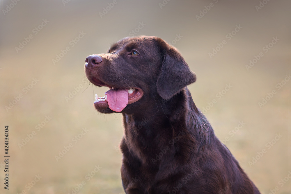 portrait of a chocolate labrador dog in the park in spring