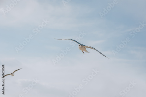 Beautiful large white seagulls fly, soar in the blue sky against the background of clouds and trees in spring, summer.