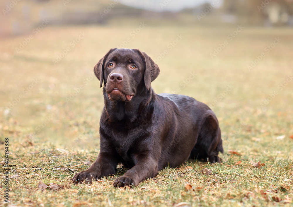 portrait of a chocolate labrador dog in the park in spring