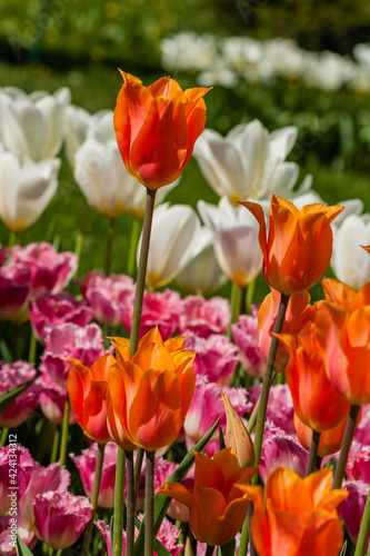 Spring field of colorful tulips