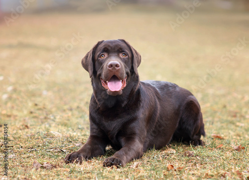 portrait of a chocolate labrador dog in the park in spring
