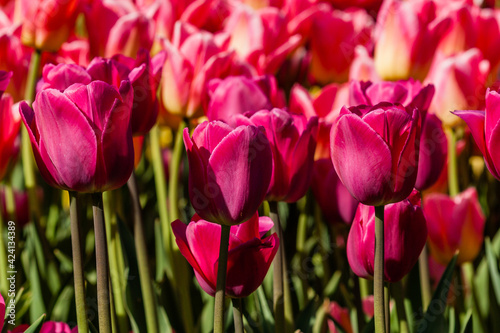 Macro of pink tulips on a background of green grass