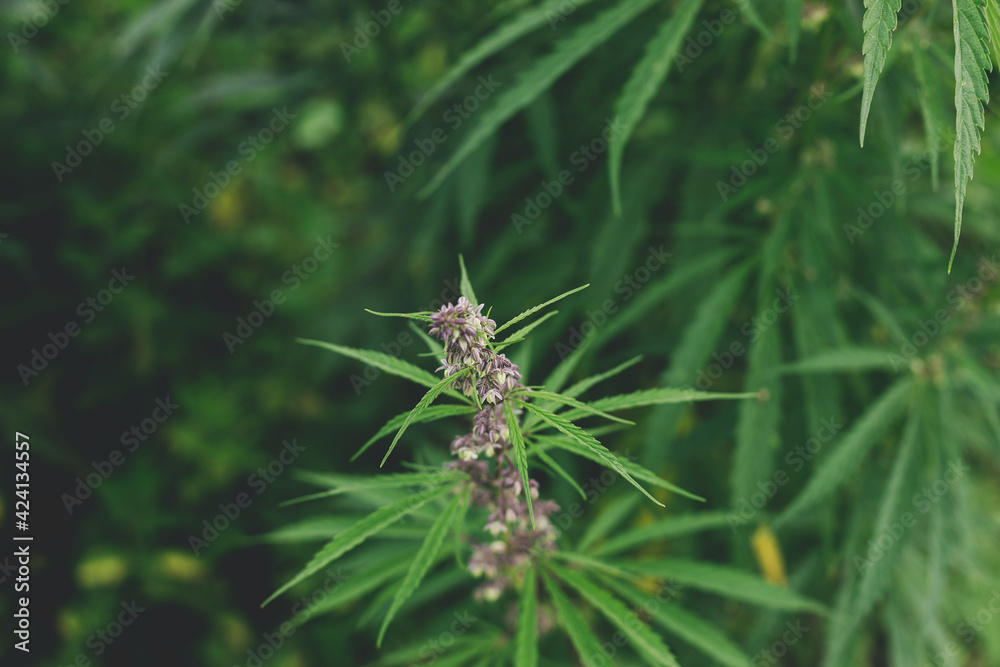 Cannabis Sativa female flowers on green background. Medical marijuana cultivation. Hemp Cannabis Sativa female flowers on green background. Medical marijuana cultivation. Hemp