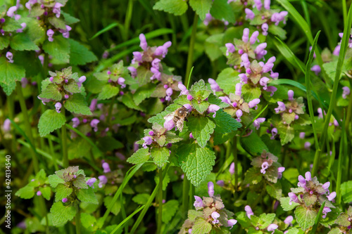 Wallpaper Mural Wild park flowers Torontodigital.ca