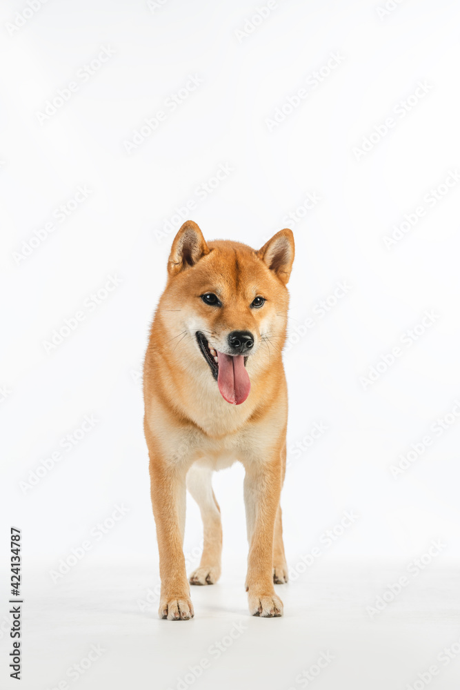 shiba inu dog portrait