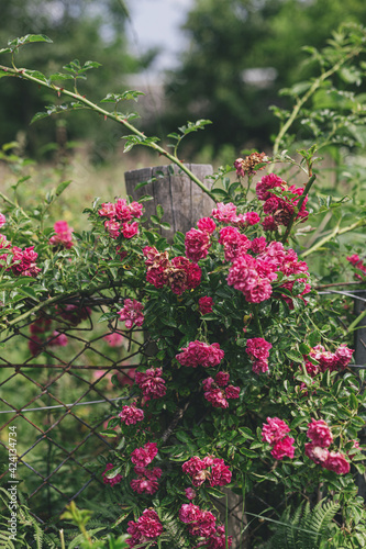 Beautiful pink roses on rustic wooden and iron old fence in forsaken garden  countryside summer