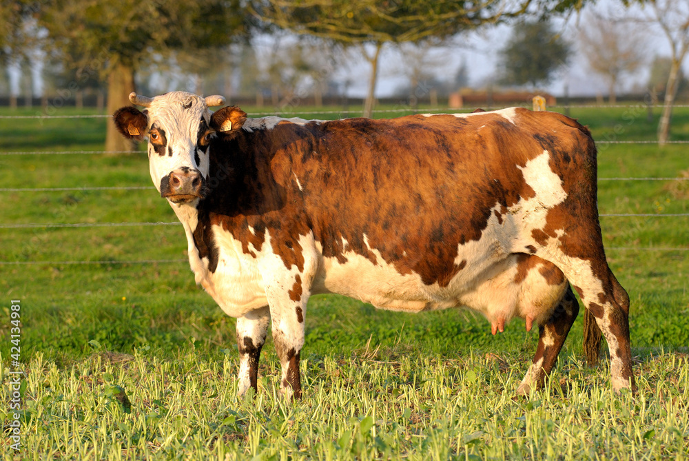Vache normande au pré Vache normande au pré