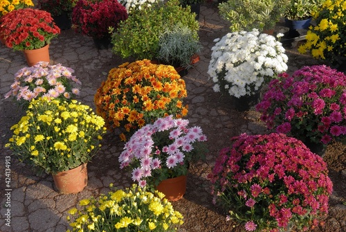 Εκτύπωση καμβά Etalage de chrysanthèmes chez un fleuriste pour la Toussaint
