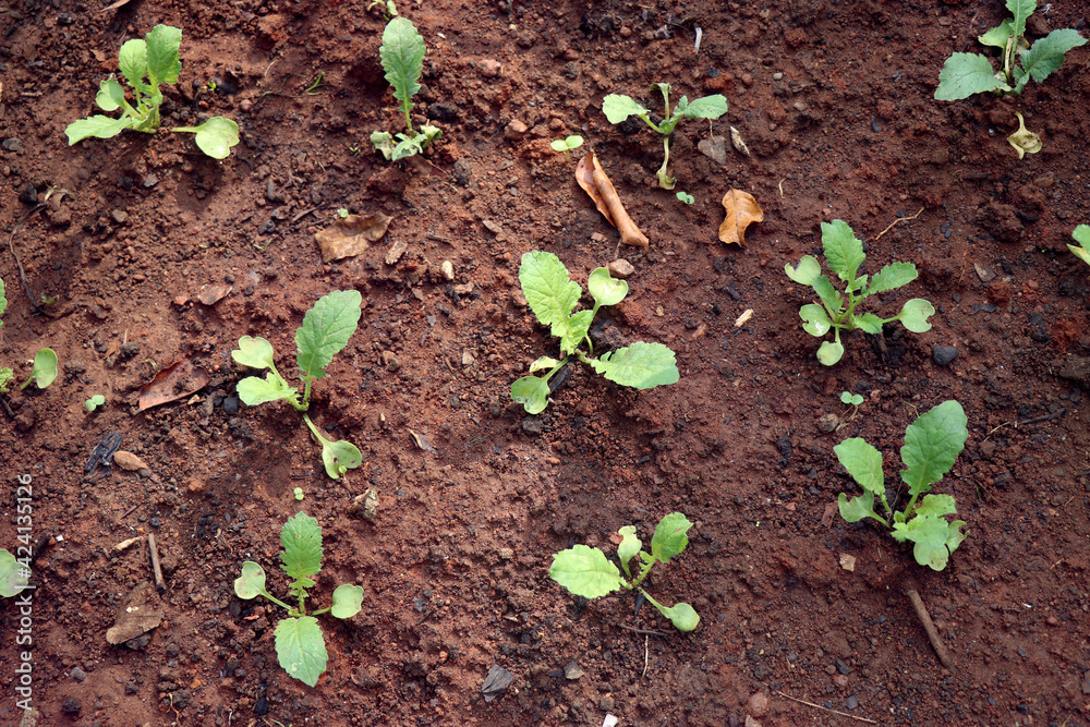 Top view of small fresh radish plants after planting to ground from nursery tray Top view of small fresh radish plants after planting to ground from nursery tray