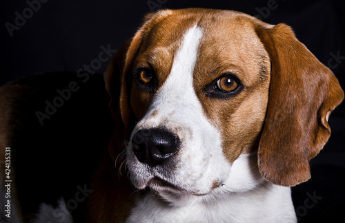 Portrait of a Beagle looking at the camera. Black background.