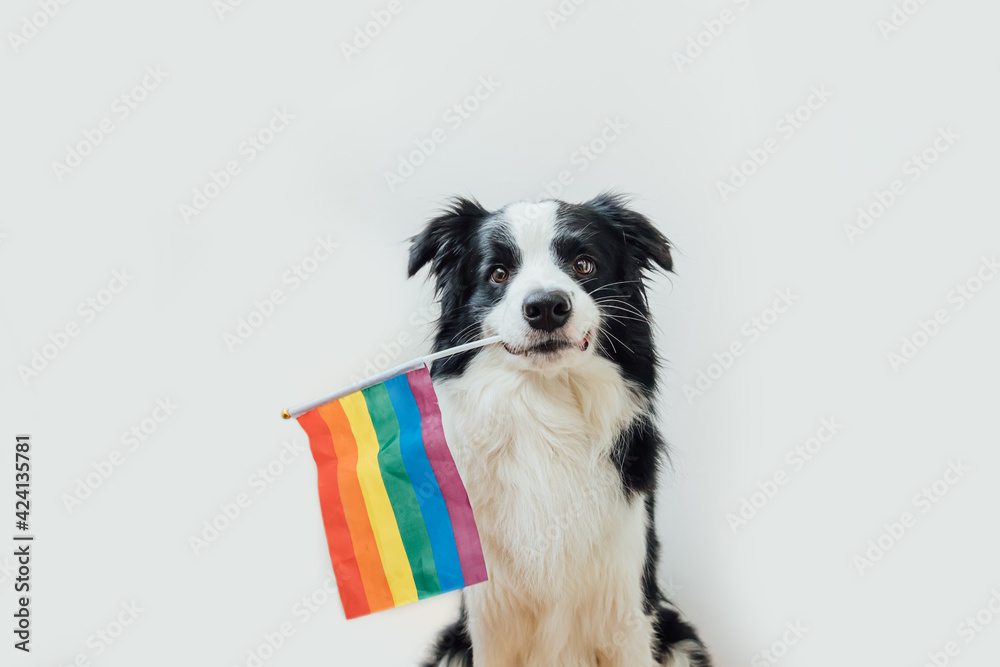 Funny cute puppy dog border collie holding LGBT rainbow flag in mouth