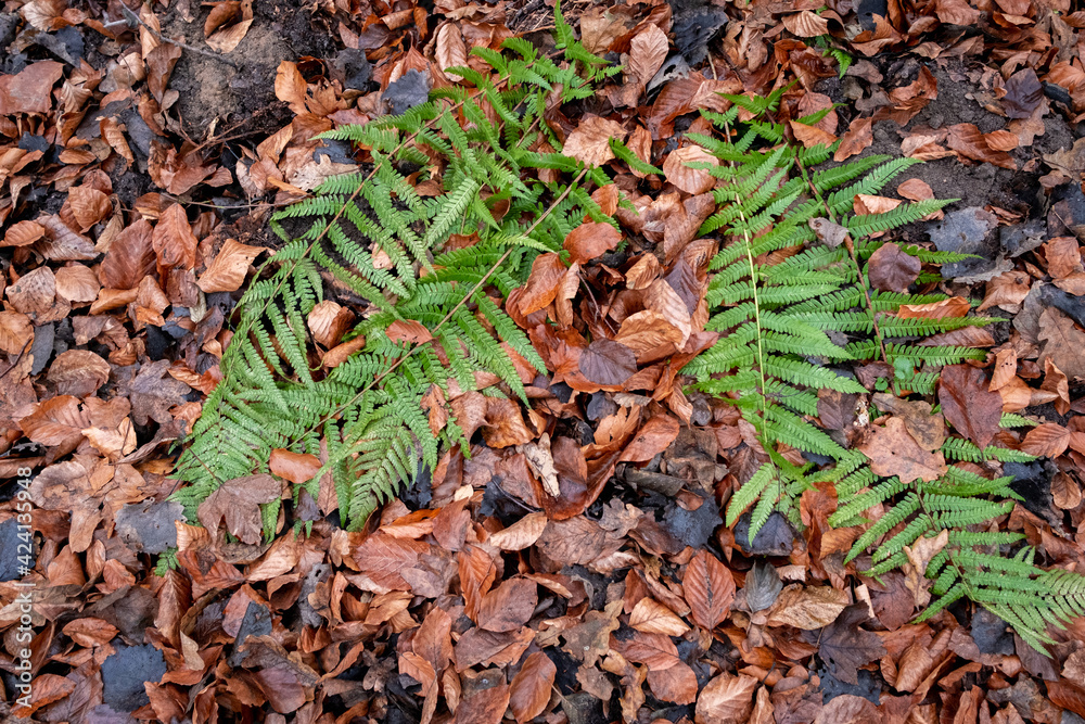 Green fern leaves on autumn foliage Green fern leaves on autumn foliage