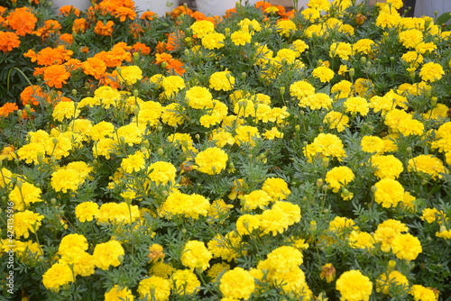 Beautiful marigold flowers (Tagetes erecta) in a garden against a natural backdrop.