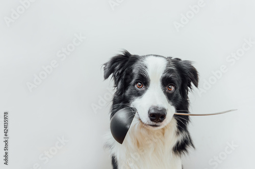Funny portrait of cute puppy dog border collie holding kitchen spoon ladle in mouth isolated on white background. Chef dog cooking dinner. Homemade food restaurant menu concept. Cooking process © Юлия Завалишина