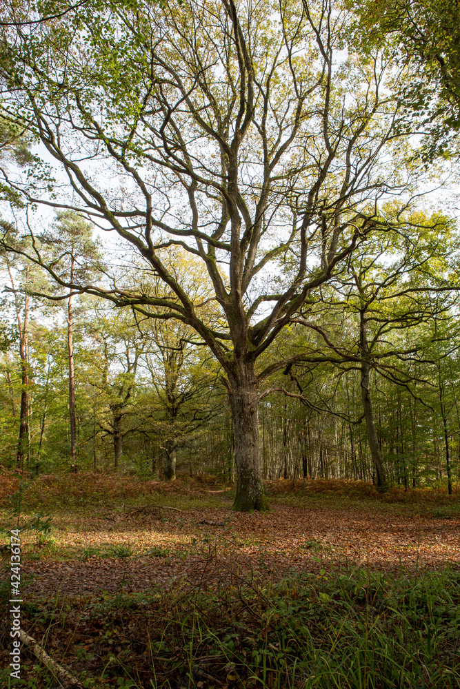 Fototapeta premium Foret en automne