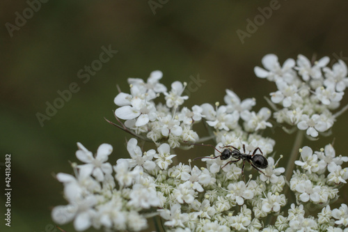 natural white cnidium monnieri flower photo © Recep