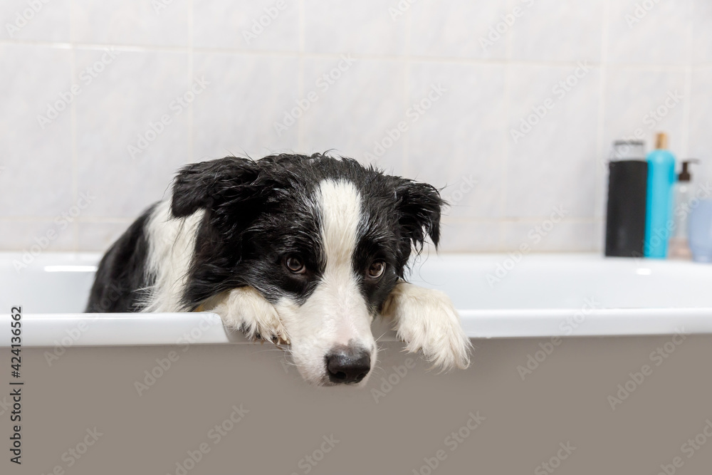 Funny indoor portrait of puppy dog border collie sitting in bath gets bubble bath showering with shampoo. Cute little dog wet in bathtub in grooming salon. Dirty dog washing in bathroom. Funny indoor portrait of puppy dog border collie sitting in bath gets bubble bath showering with shampoo. Cute little dog wet in bathtub in grooming salon. Dirty dog washing in bathroom.