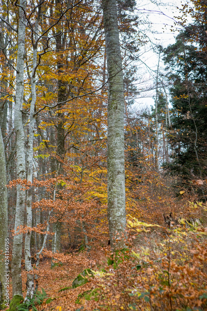 Obraz premium Foret en automne