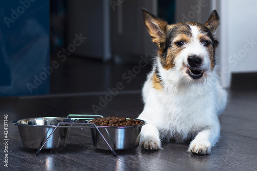 Cute dog with a disgruntled face near a bowl of dry food. The pet is dissatisfied with its food