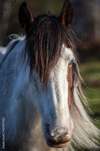 Brown and White Wild Pony