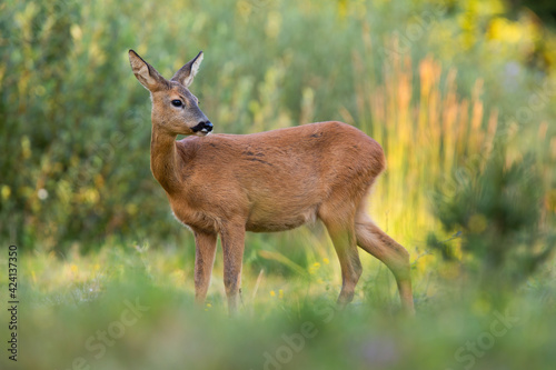 Roe deer female observing on growing meadow in evening sunlight