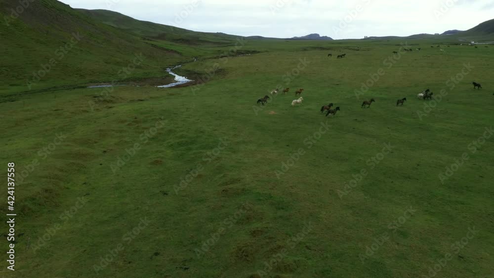Icelandic horses in pasture in wild icelandic nature in summer Icelandic horses in pasture in wild icelandic nature in summer