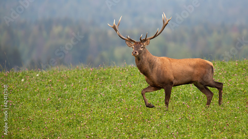 Red deer stag moving on meadow with woodland in background