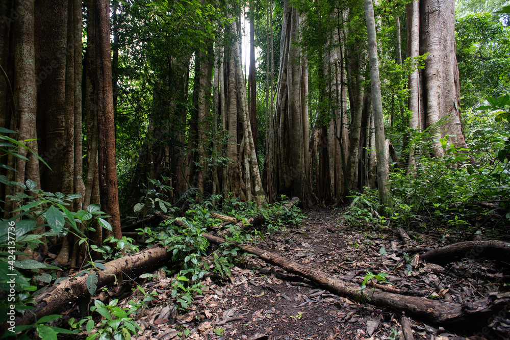 Asian tropical rainforest, forest trees, tree roots in forest. Asian tropical rainforest, forest trees, tree roots in forest.