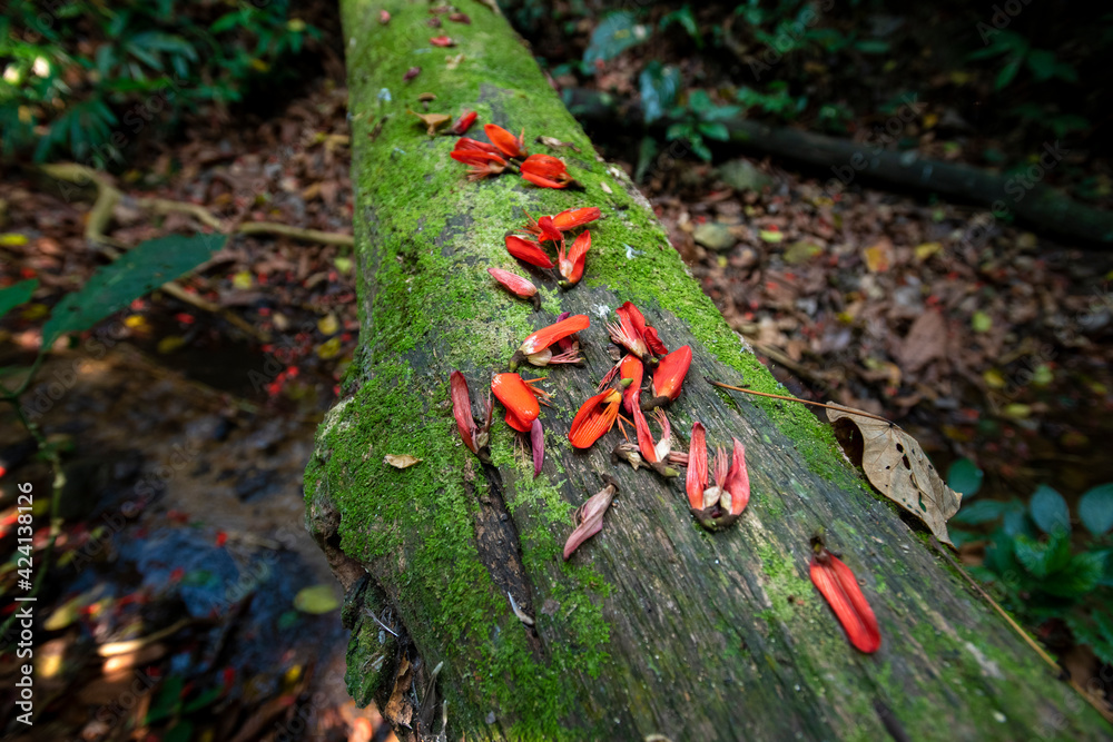 Obraz premium Forest : Tropical jungles of Southeast Asia in Thailand.