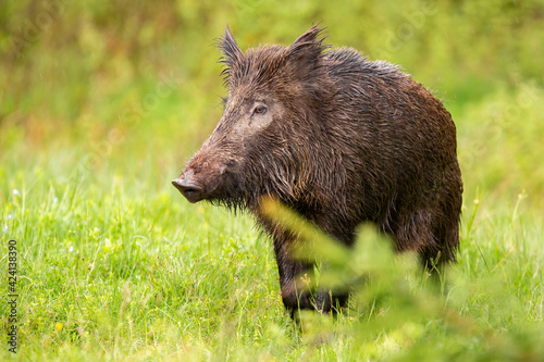 Wild boar looking on green pasture in summer nature