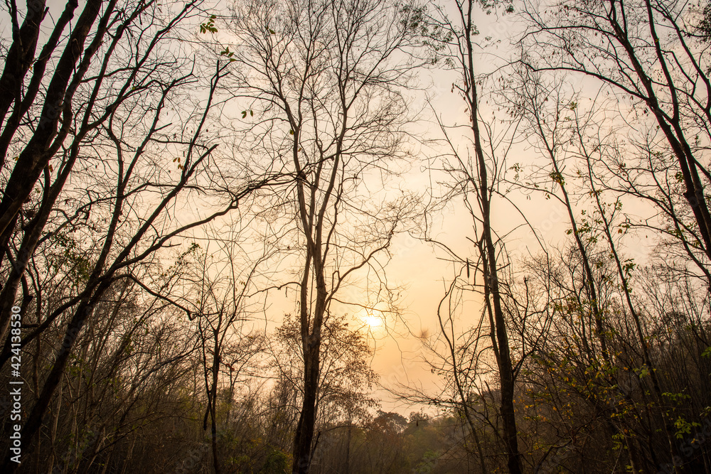 Fototapeta premium The tree during dry season , forest or bush fire in Thailand