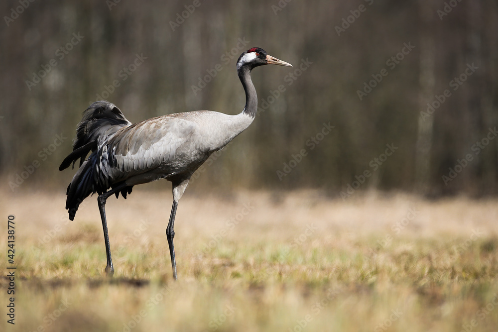 Fototapeta premium Common crane walking on meadow with dry grass in springtime nature