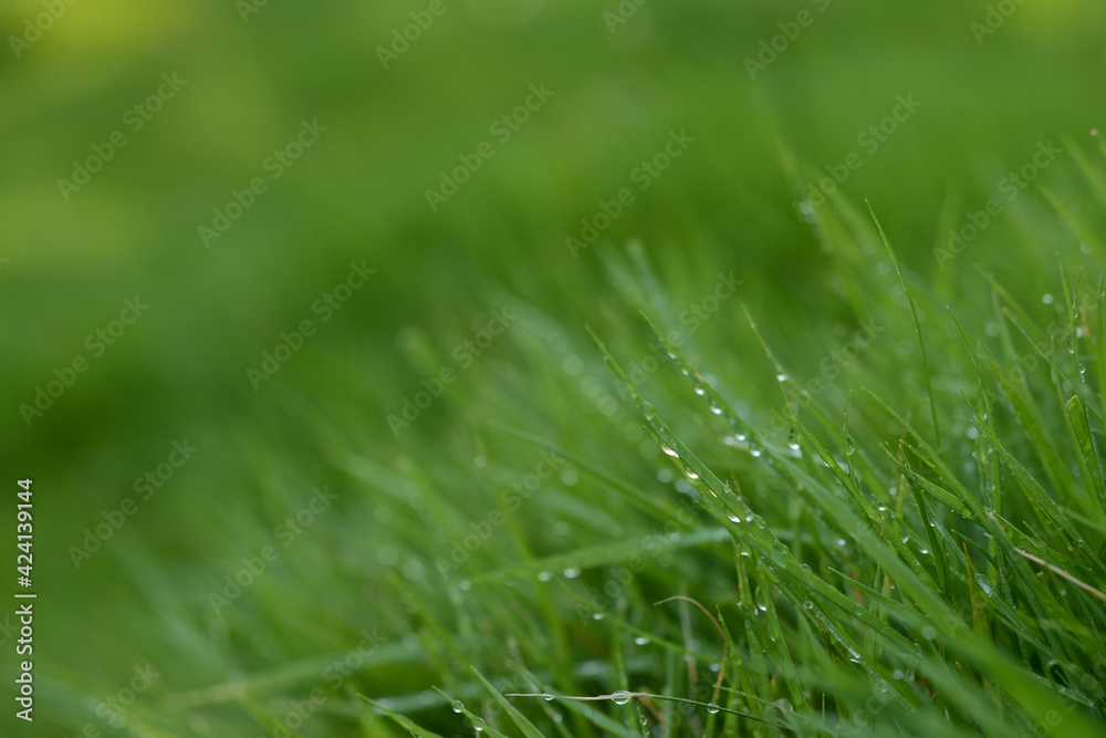 Obraz premium 水滴 緑の葉