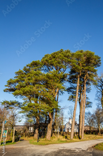 Caledonian pine trees at Clateringshaws Loch and Visitors Centre, Scotland photo