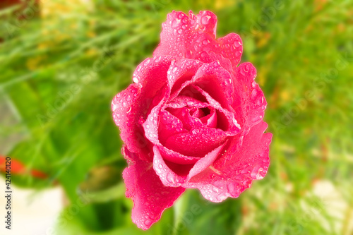 Red rose and dew drops on a green background