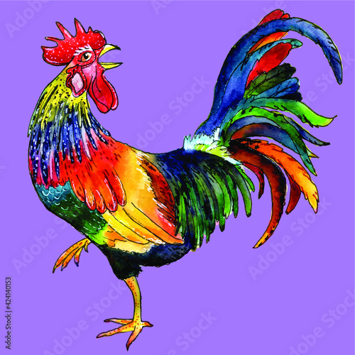 cock colorful vector illustration