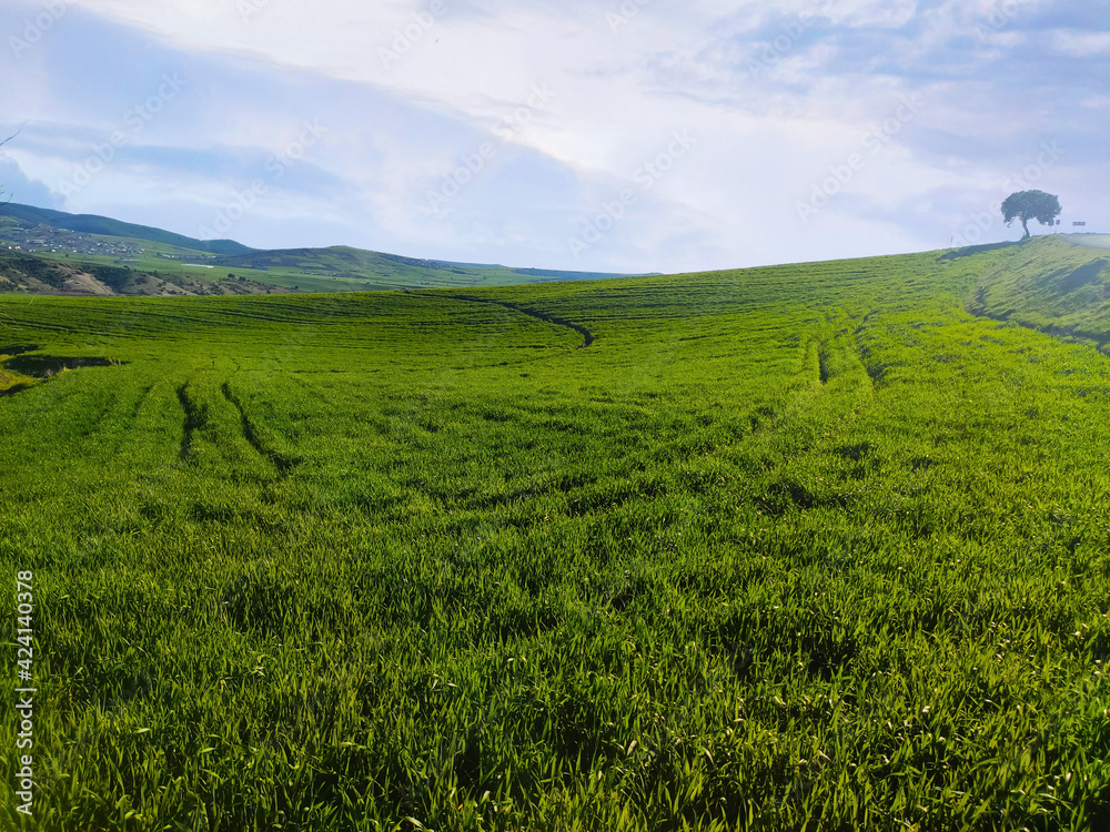 Rural landscape of wheat field in spring