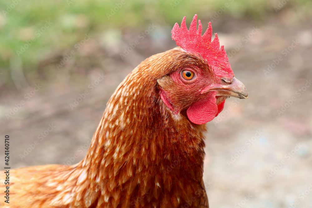 Close up of a Rhode Island Red Hens head. Bokeh background. 