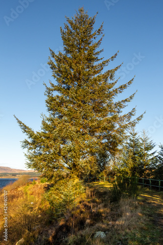 A sitka spruce conifer tree at Clatteringshaws Loch in the winter sun