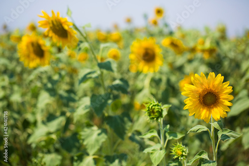 Sunflower field on a very sunny day 