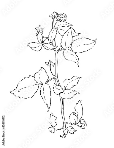 Vector drawing of a twig with berries and leaves drawn in the sketch style black outline on a white background. isolated sprig of raspberry or blackberry plant for botanical design template