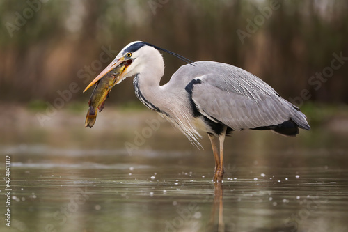 Grey heron hunting for a fish in river in springtime nature